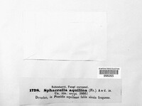 Mycosphaerella aquilina image
